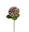 Hortensia 65 cm xxx