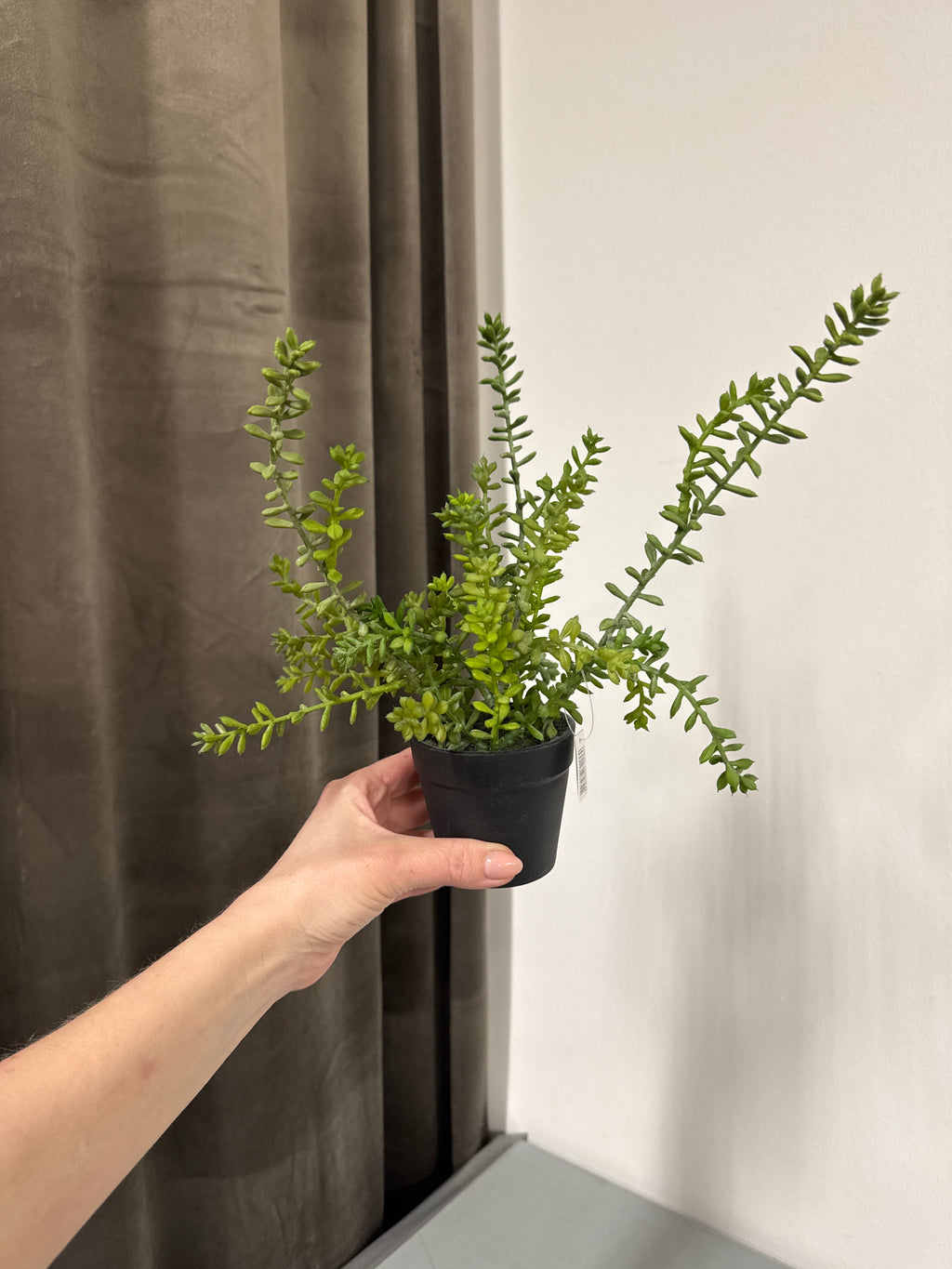 Sedum i potte