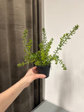 Sedum i potte