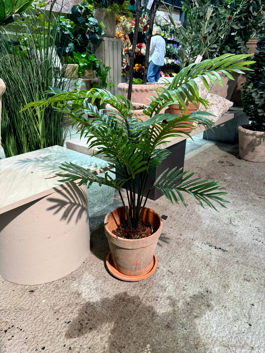 Bergspalm 55 cm