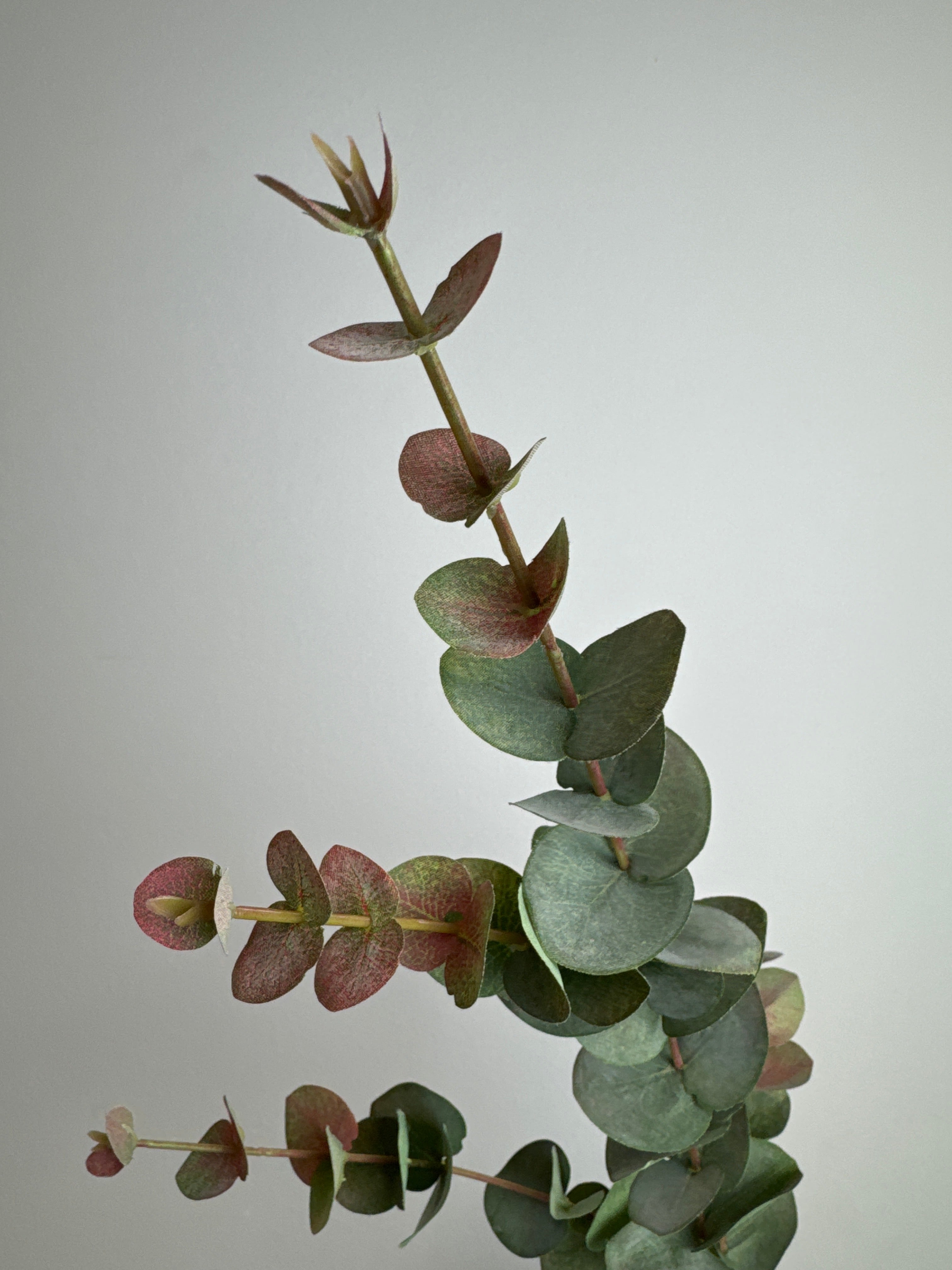 Eucalyptus grøn/rød udgår