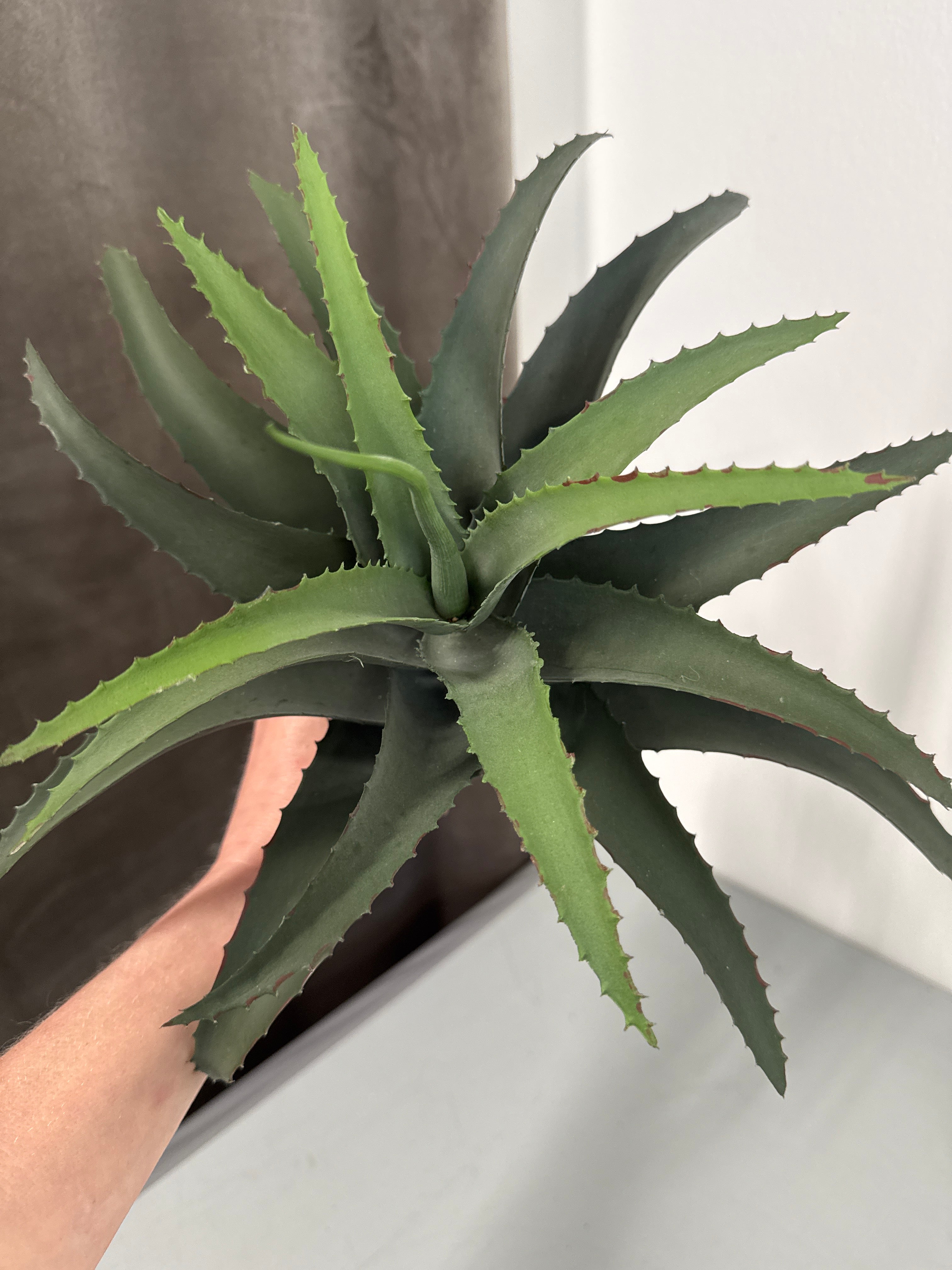 Aloe vera H. 33 cm