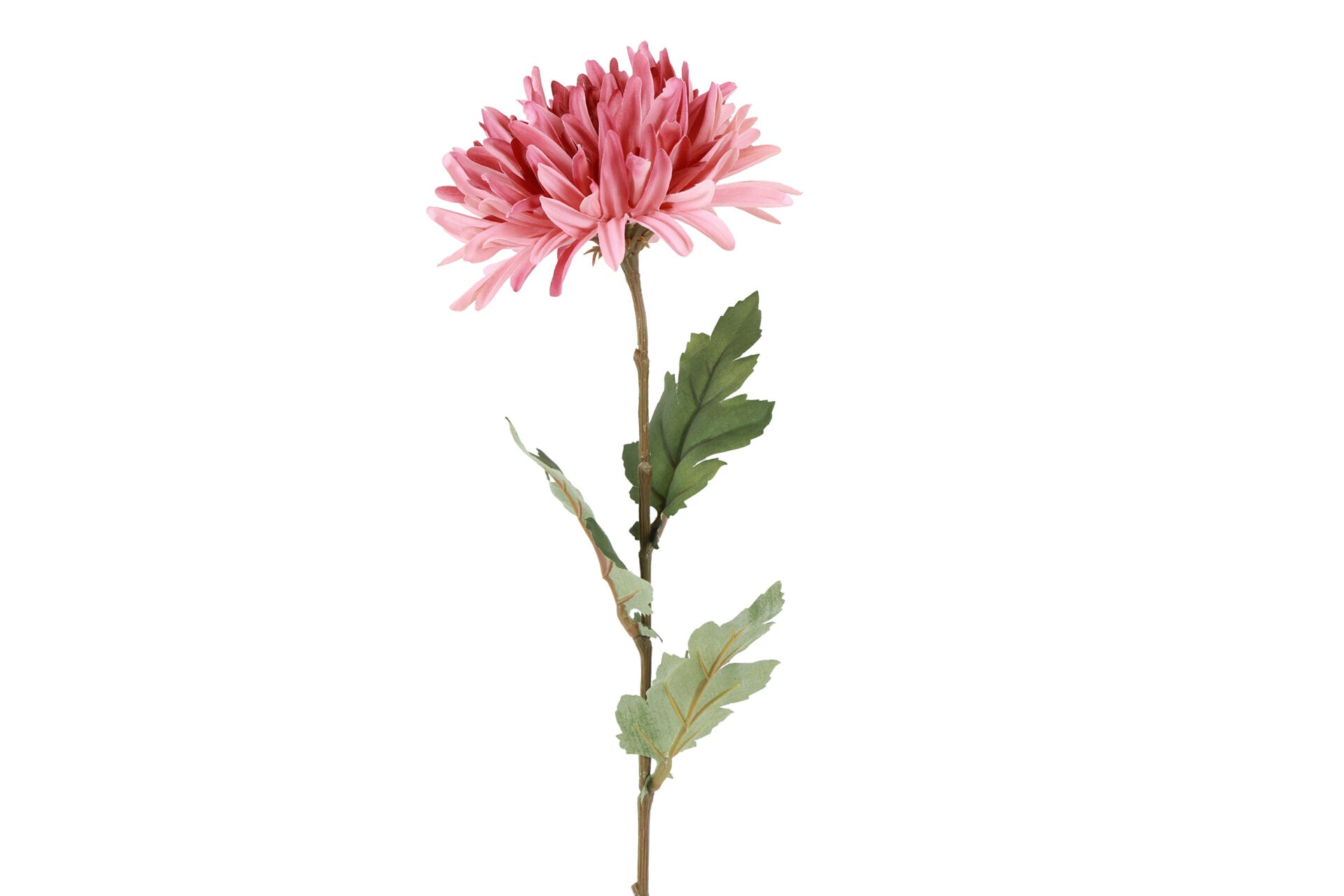 Chrysanthemum rosa h 68 cm