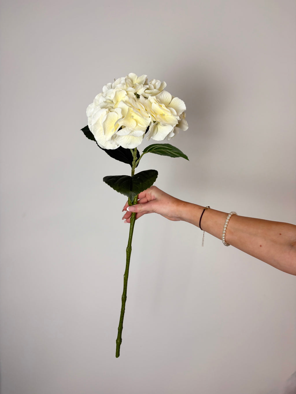 Deluxe hortensia creme