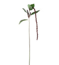 Amaranthus burgundy 70 cm