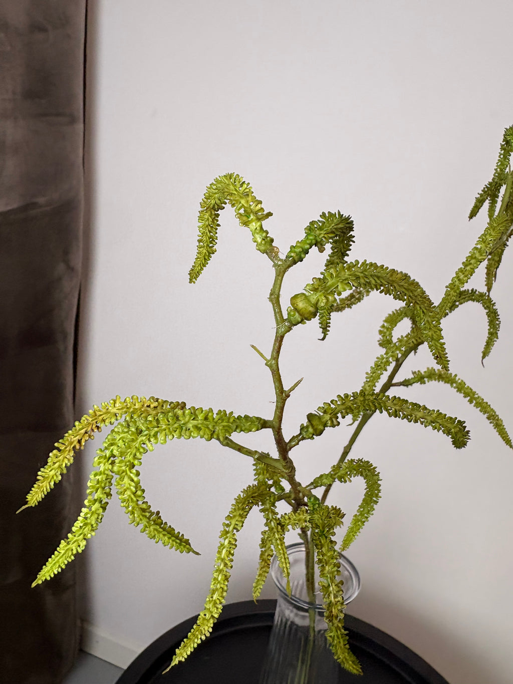 Amaranthus grøn