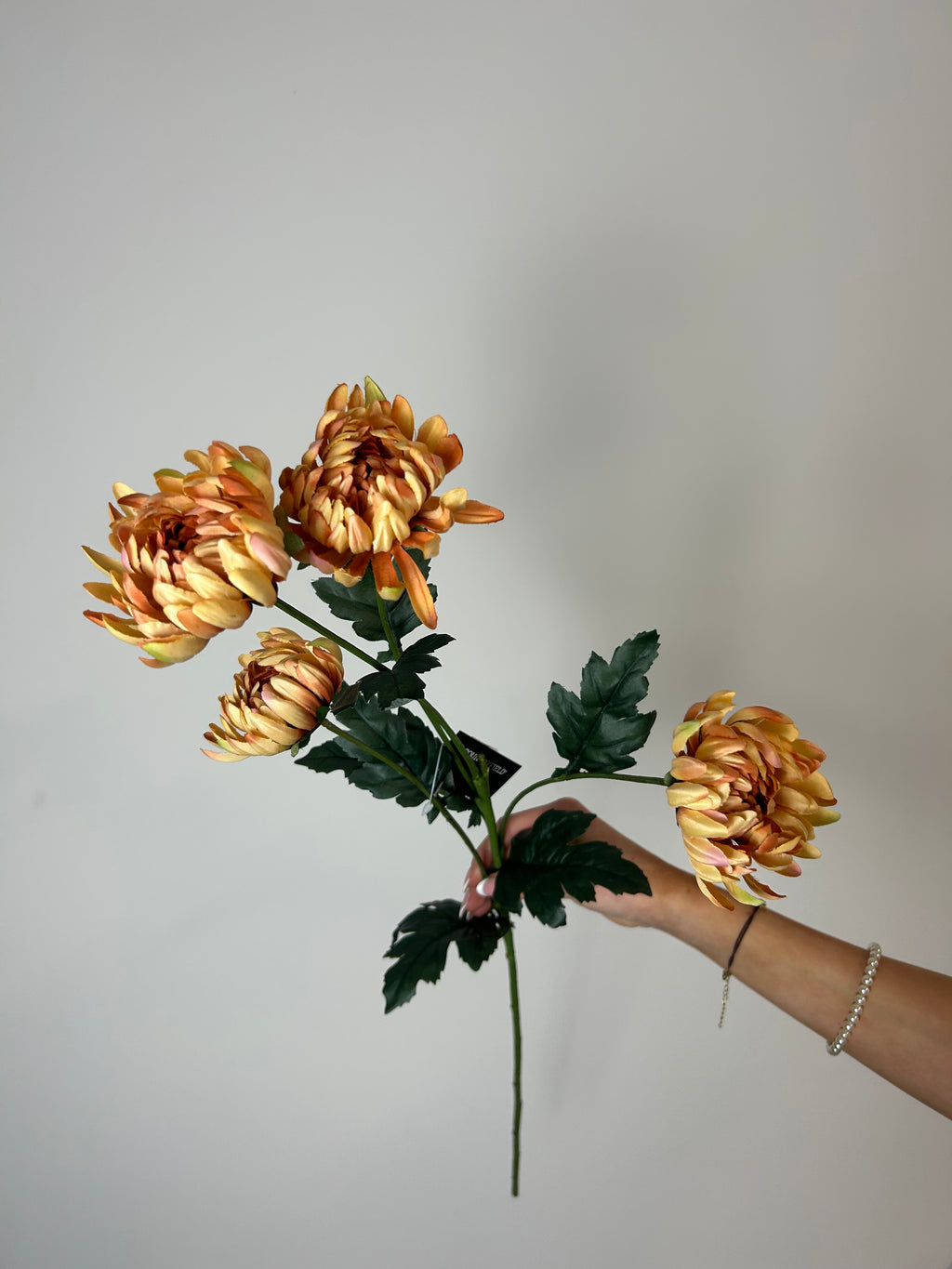 Chrysanthemum orange