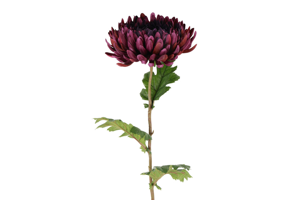 Chrysanthemum purple h 76 cm