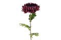 Chrysanthemum purple h 76 cm