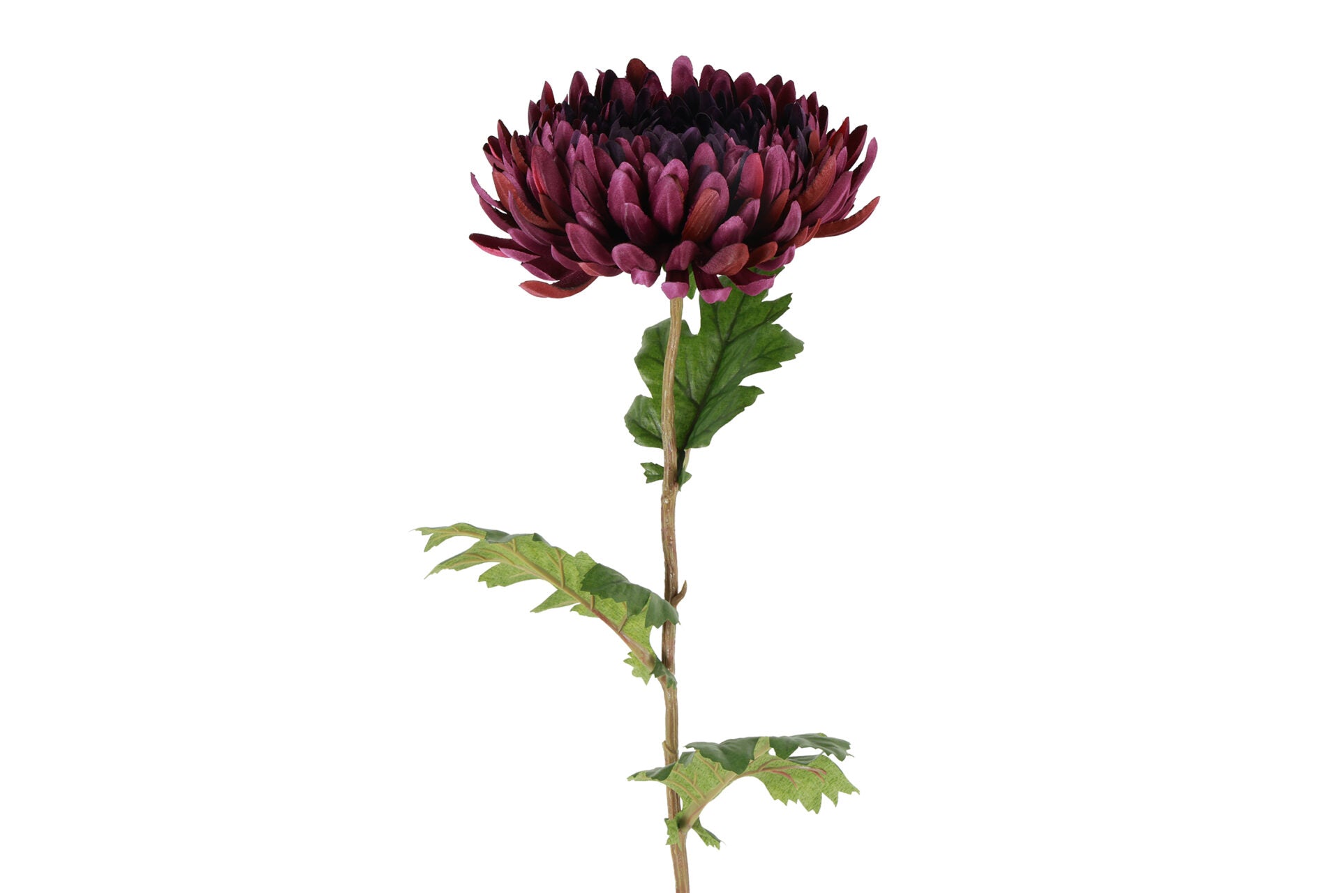Chrysanthemum purple h 76 cm