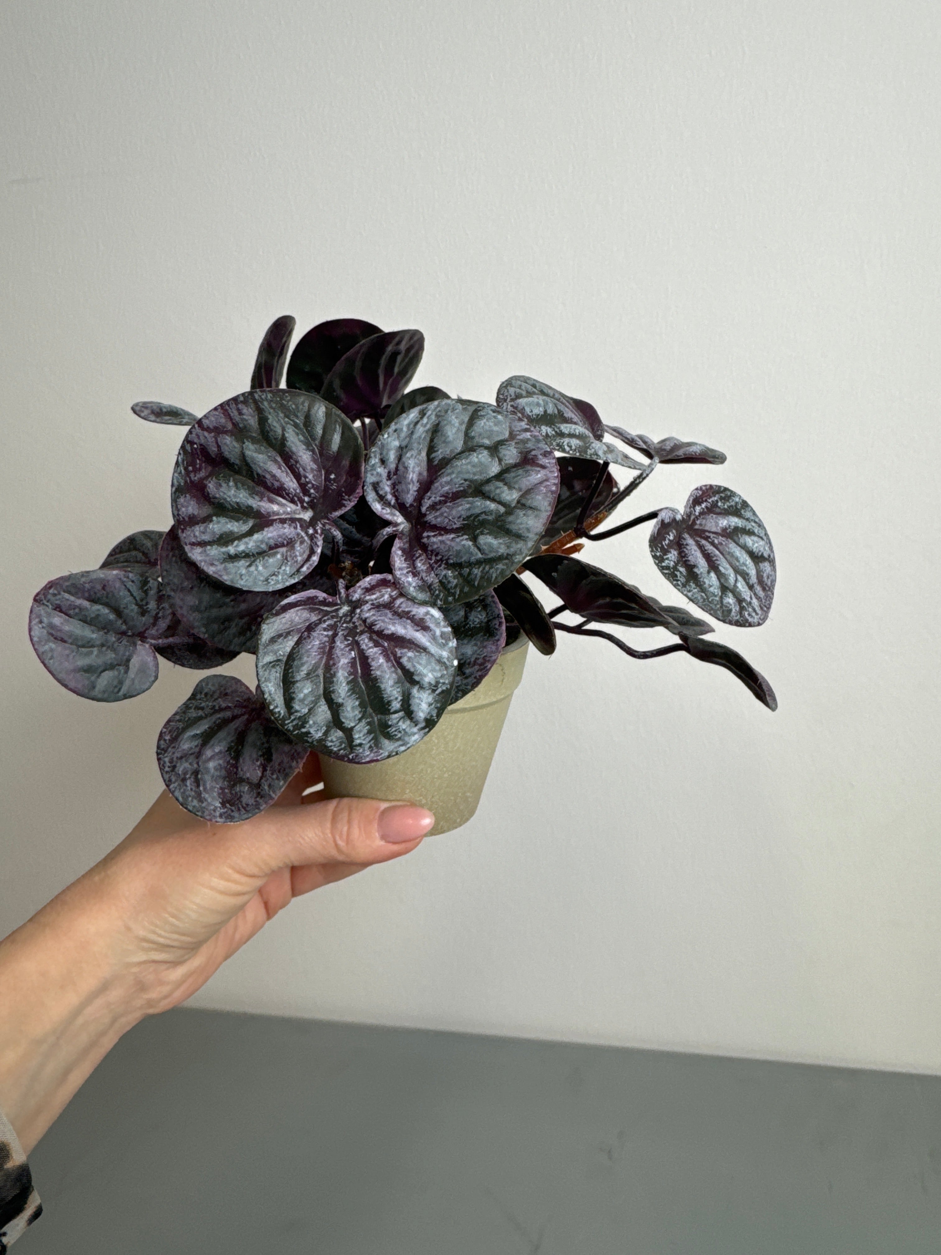 Saint Pauli i potte 15 cm