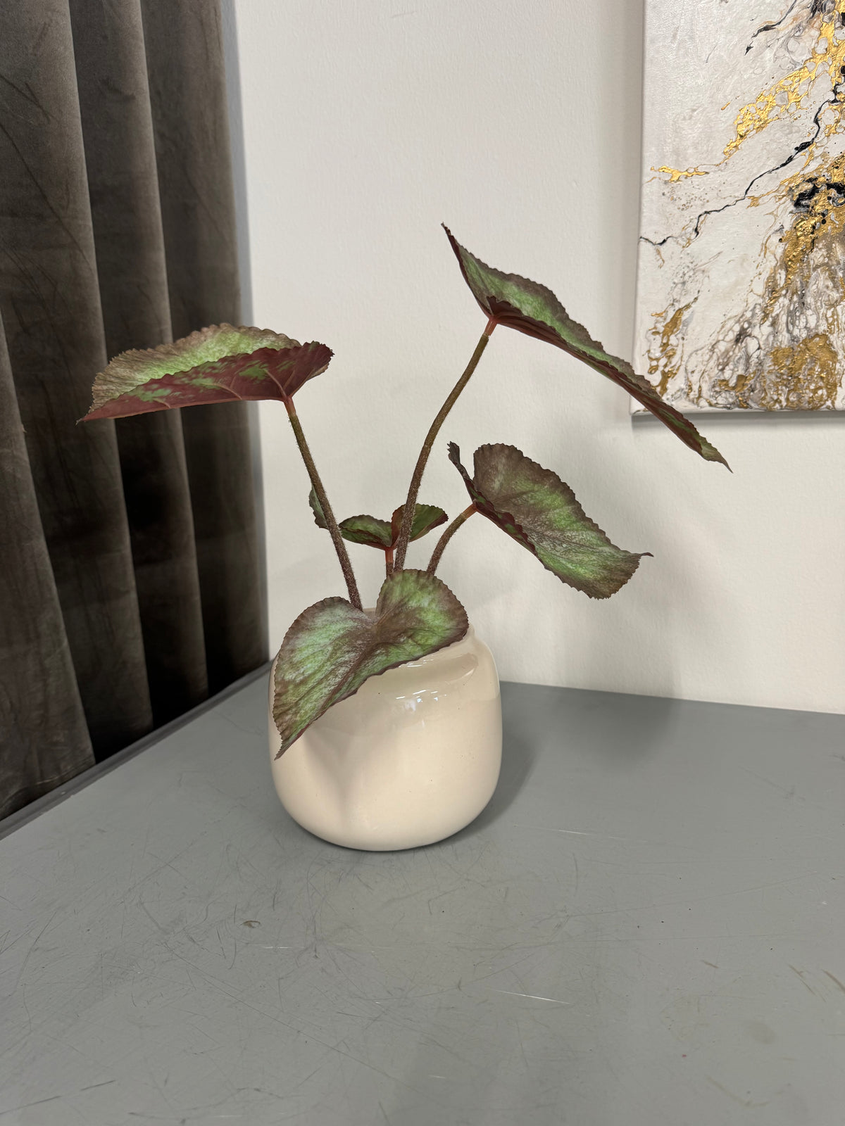 Rexbegonia 35 cm