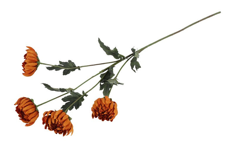 Chrysanthemum cinnamon h 83 cm