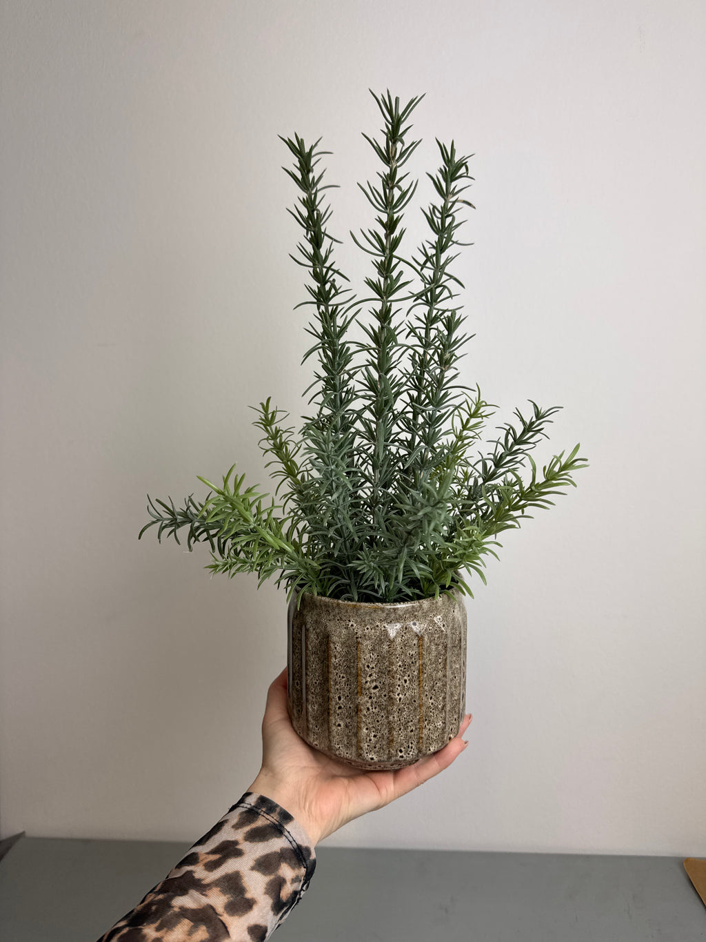 Rosmarin i potte 41 cm