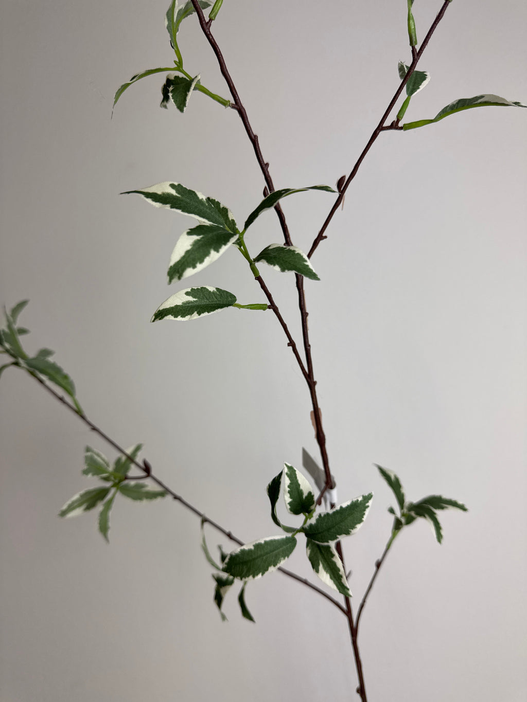 Grøn lang stilk med blad