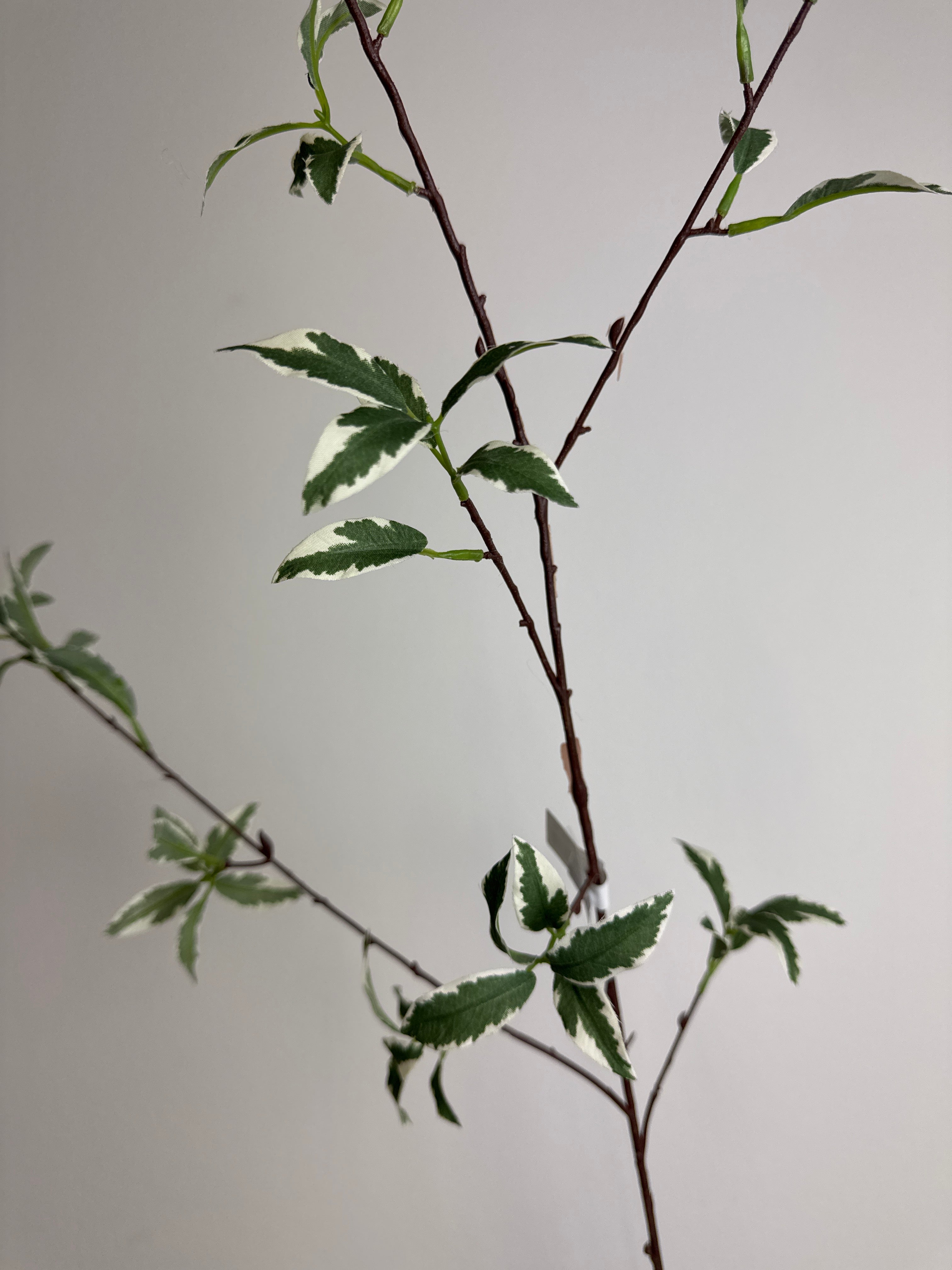 Grøn lang stilk med blad