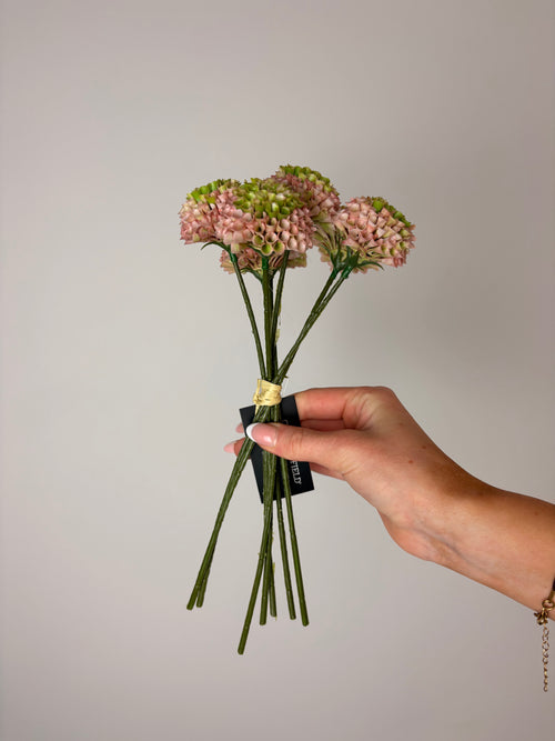Allium lyserød