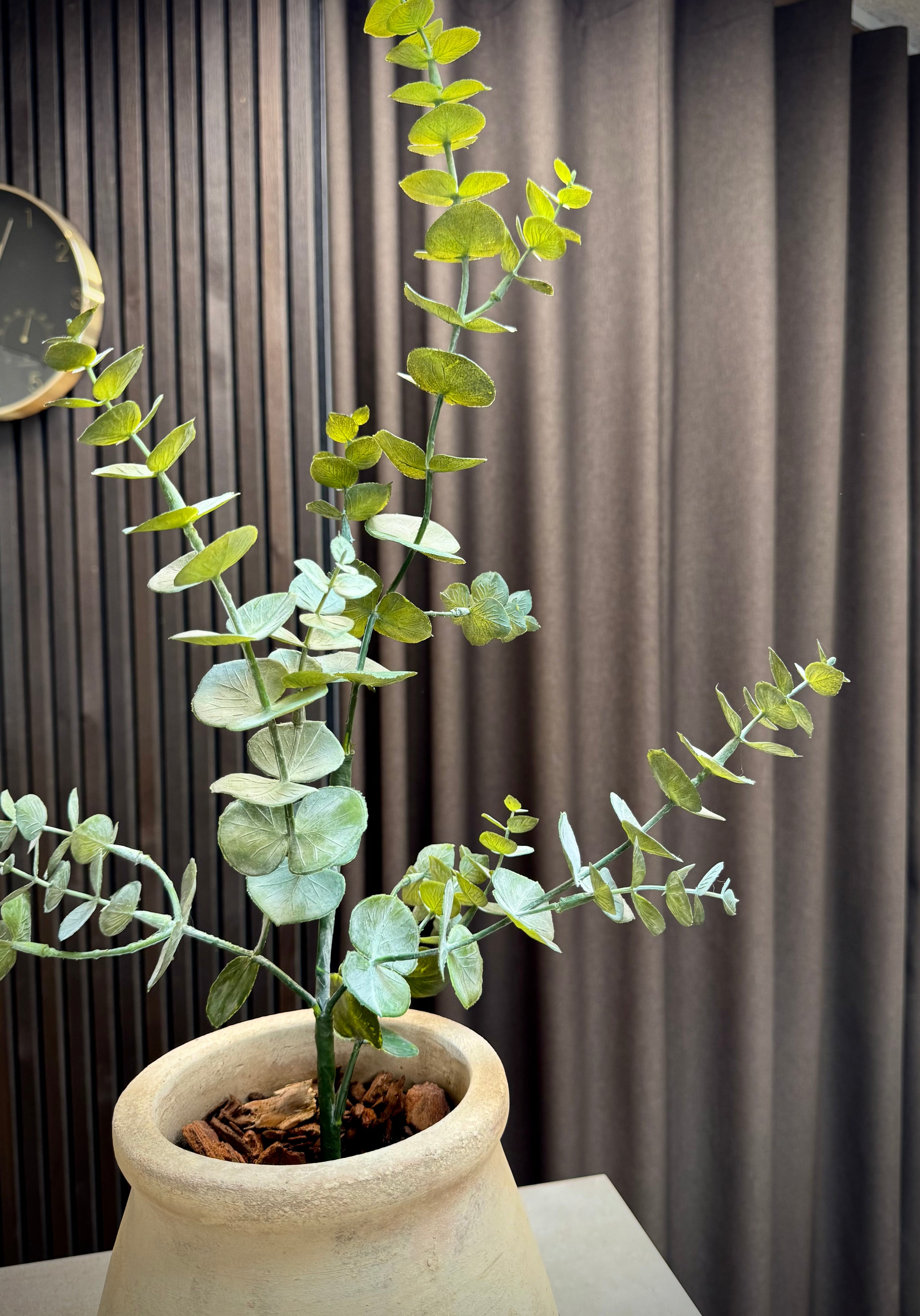Eucalyptus gren 75 cm