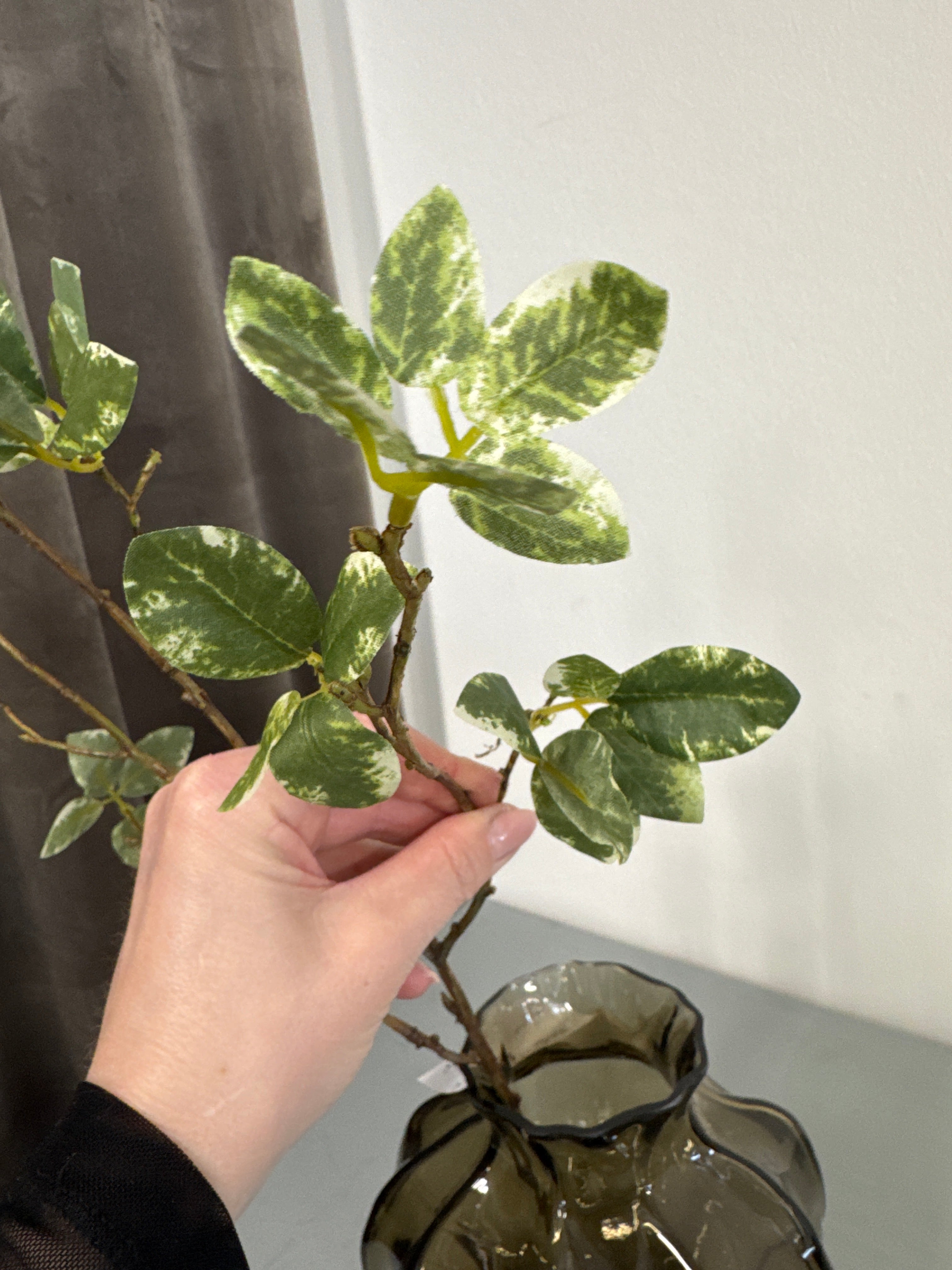 Pittosporum gren grøn Udgår