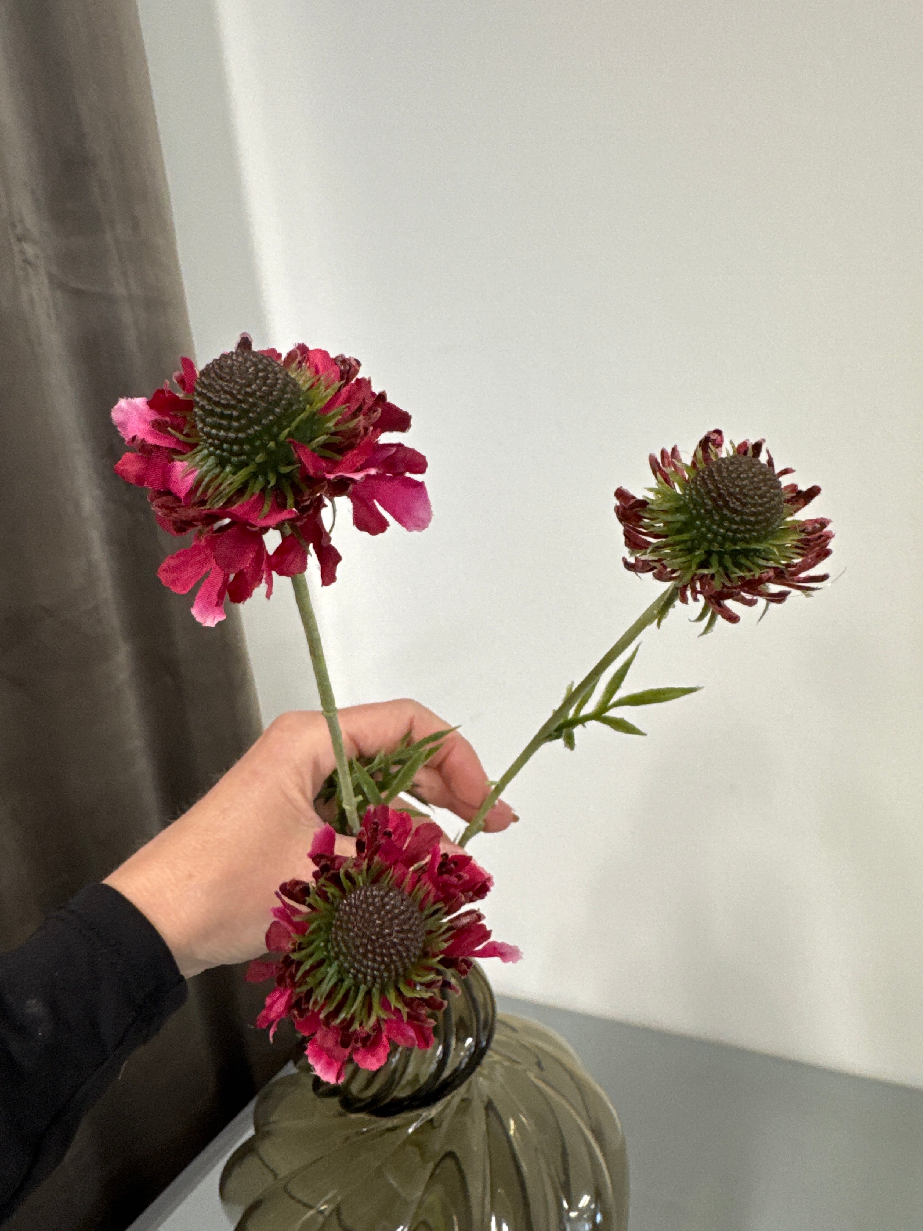 Scabiose fuhsia