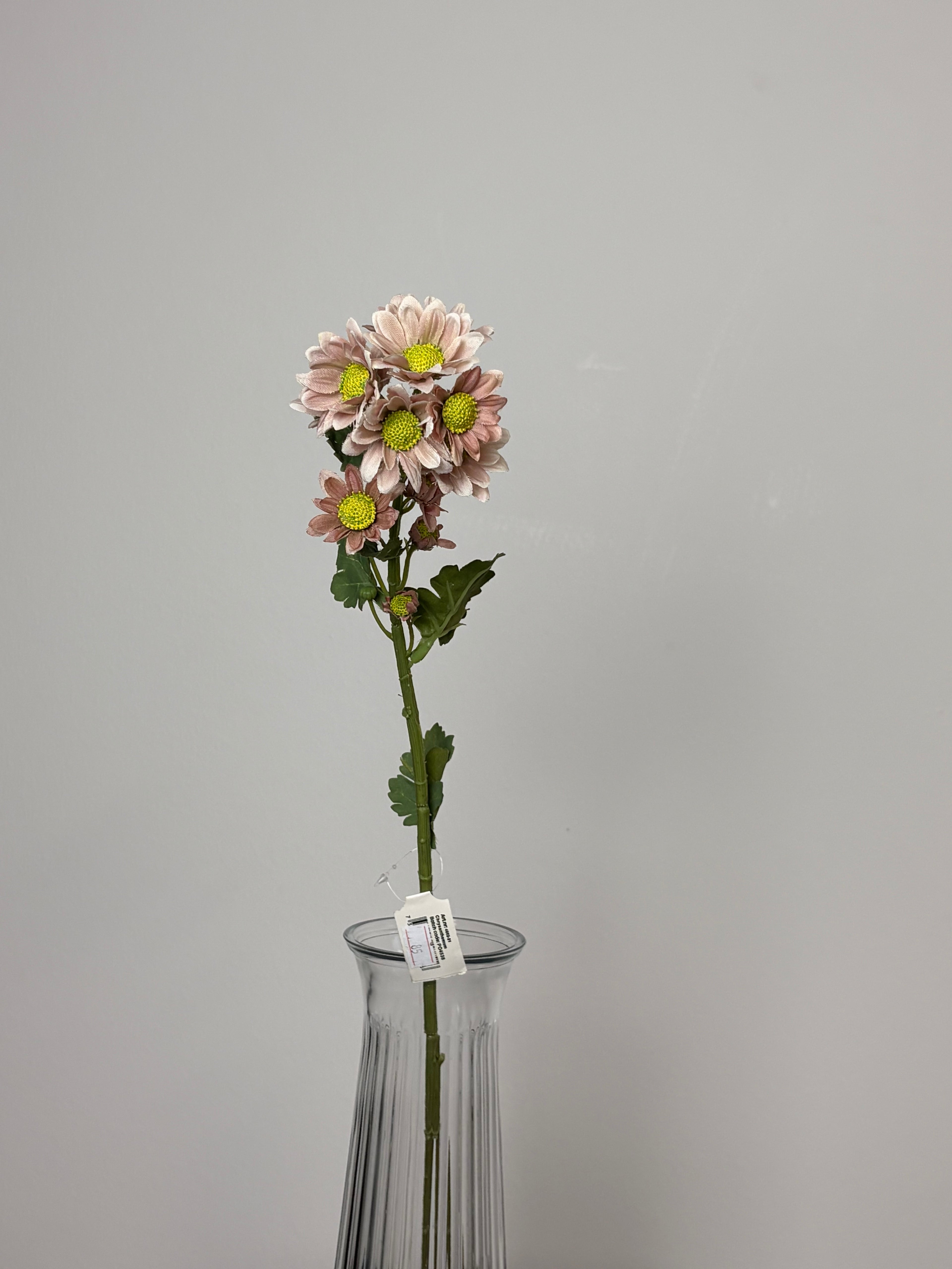 Chrysanthemum lille 2