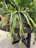 Rhipsalis 35 cm