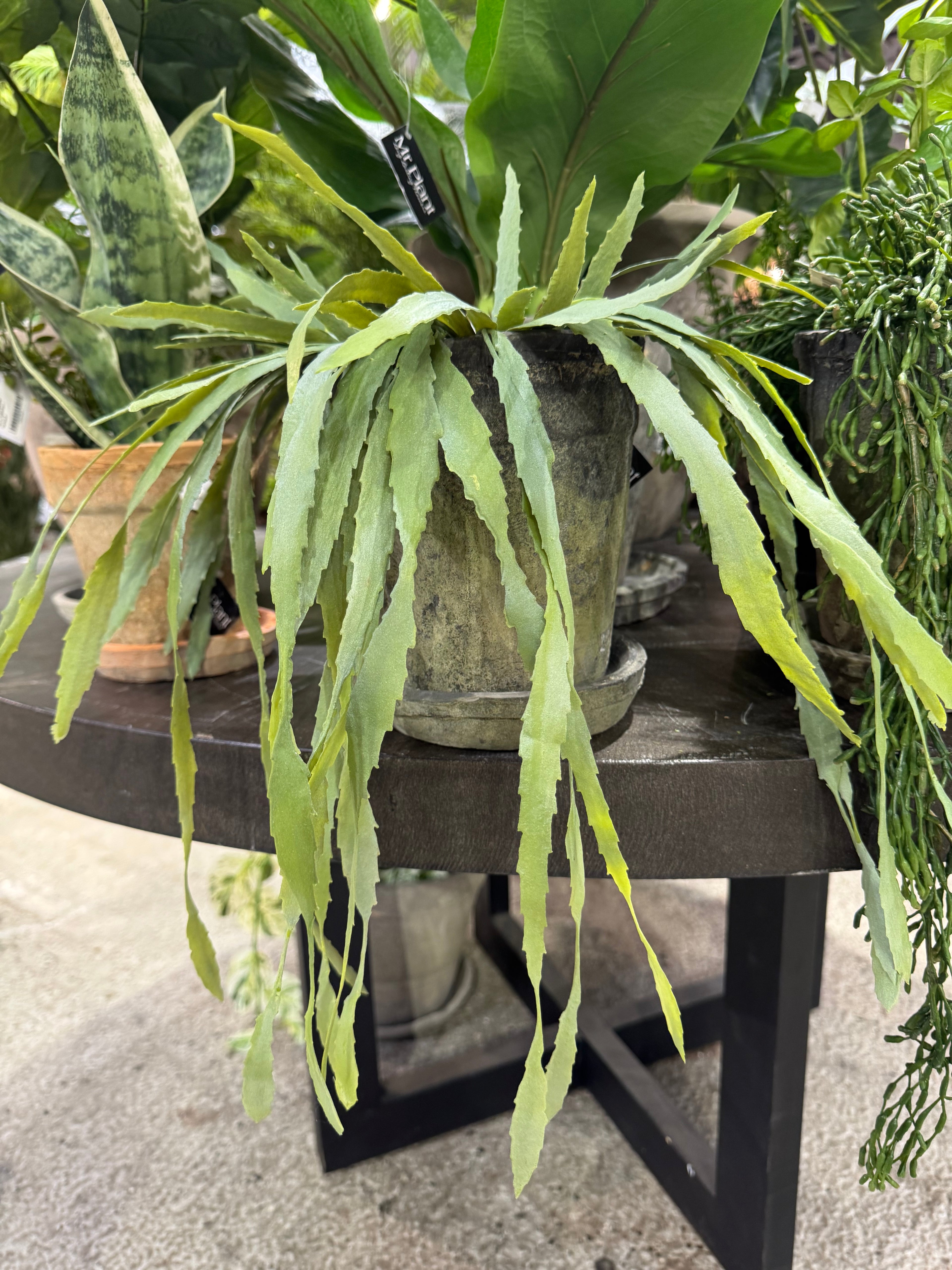 Rhipsalis 35 cm