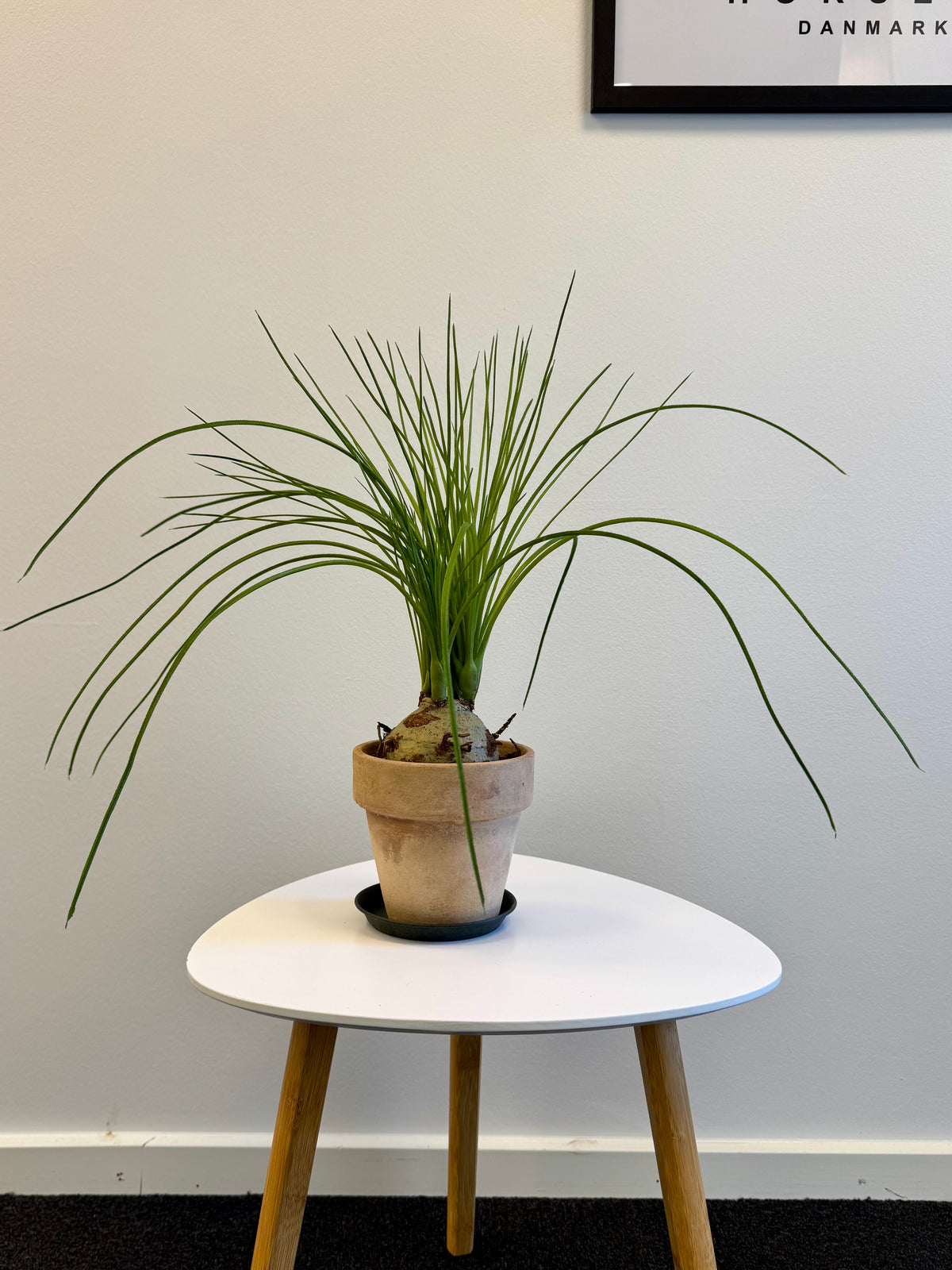 Flasklilja 45 cm