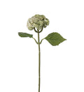 Sedum 37 cm grøn