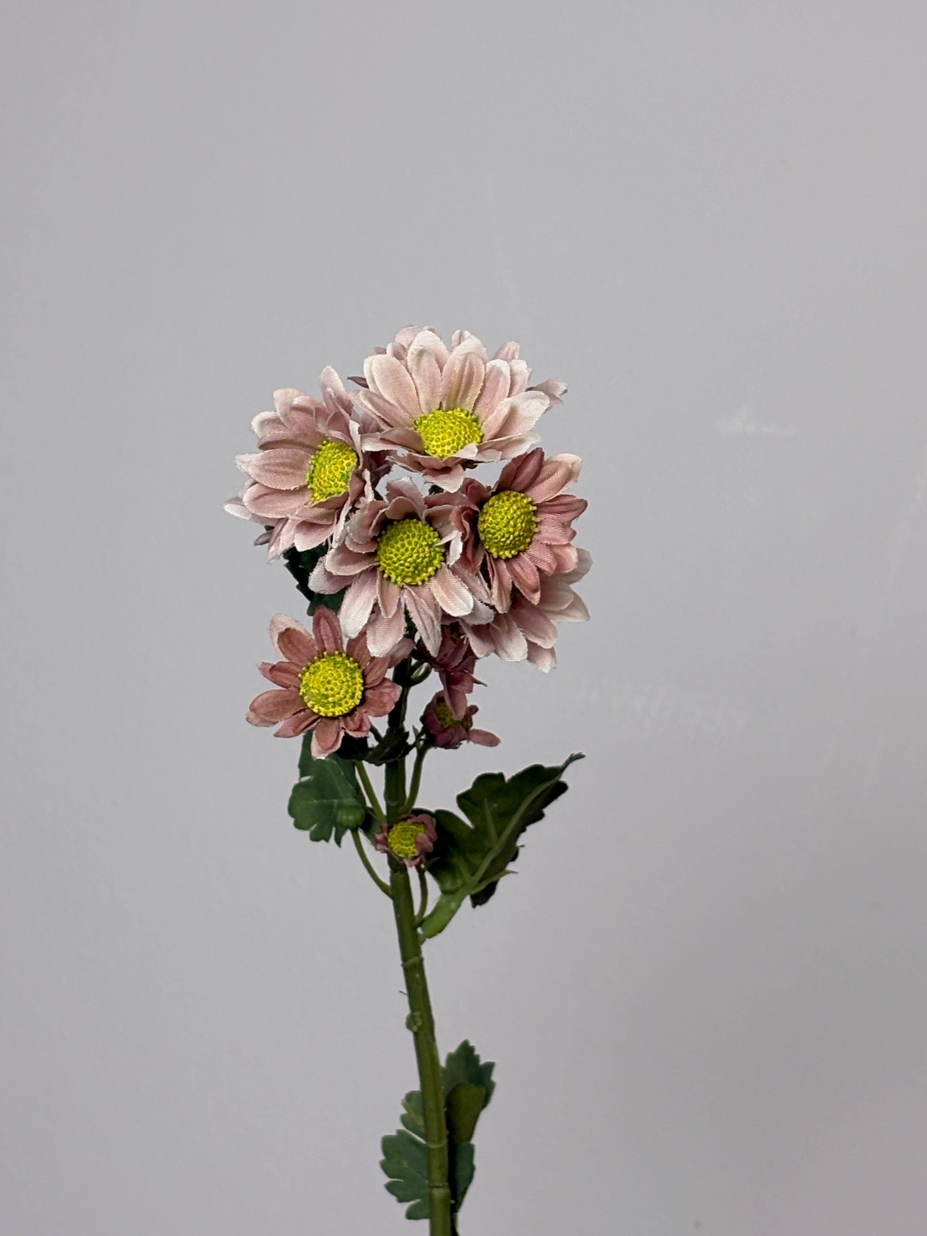 Chrysanthemum lille 2