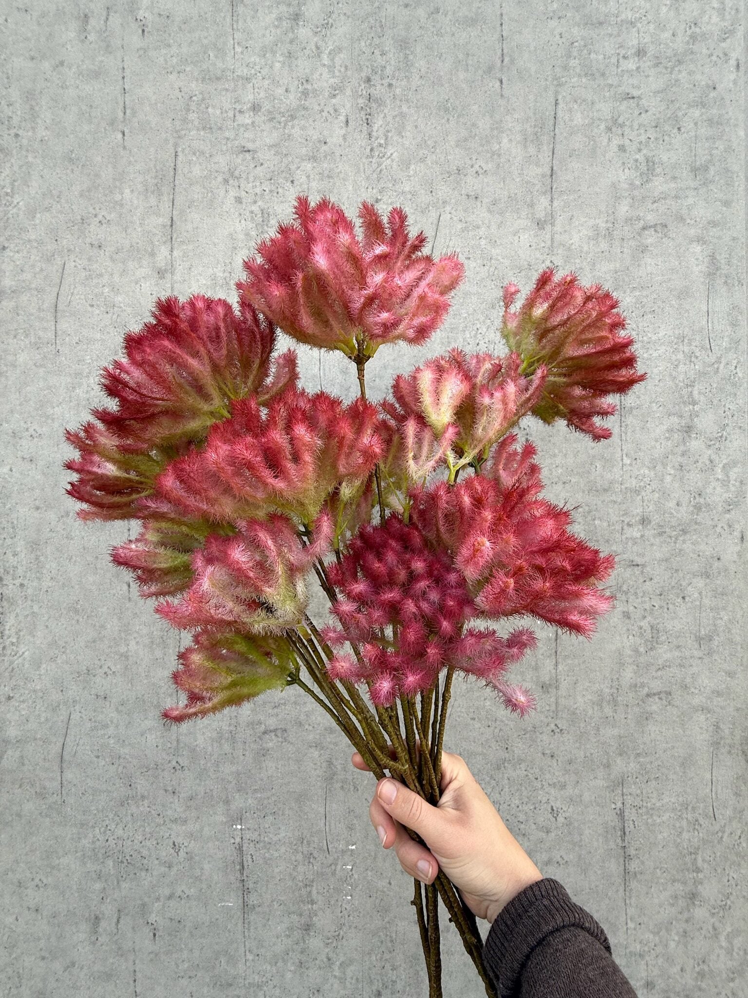 Cotinus rosa h 72 cm