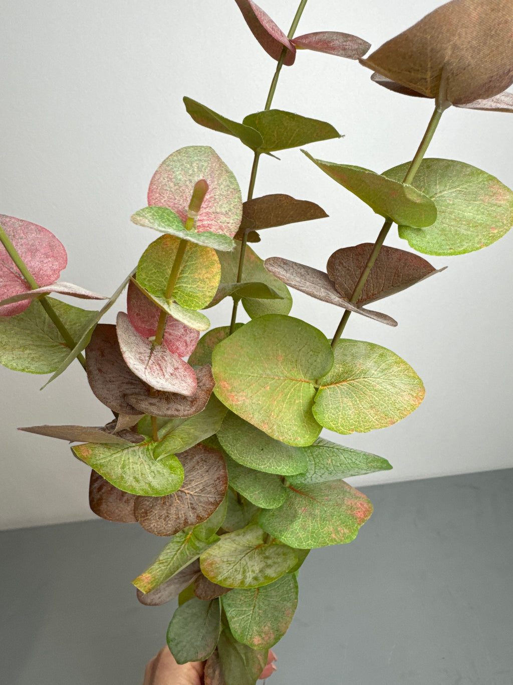 Eucalyptus 3 grenestilk