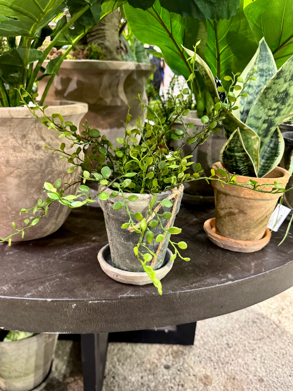 Muehlenbeckia i potte 25 cm