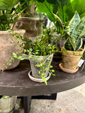 Muehlenbeckia i potte 25 cm