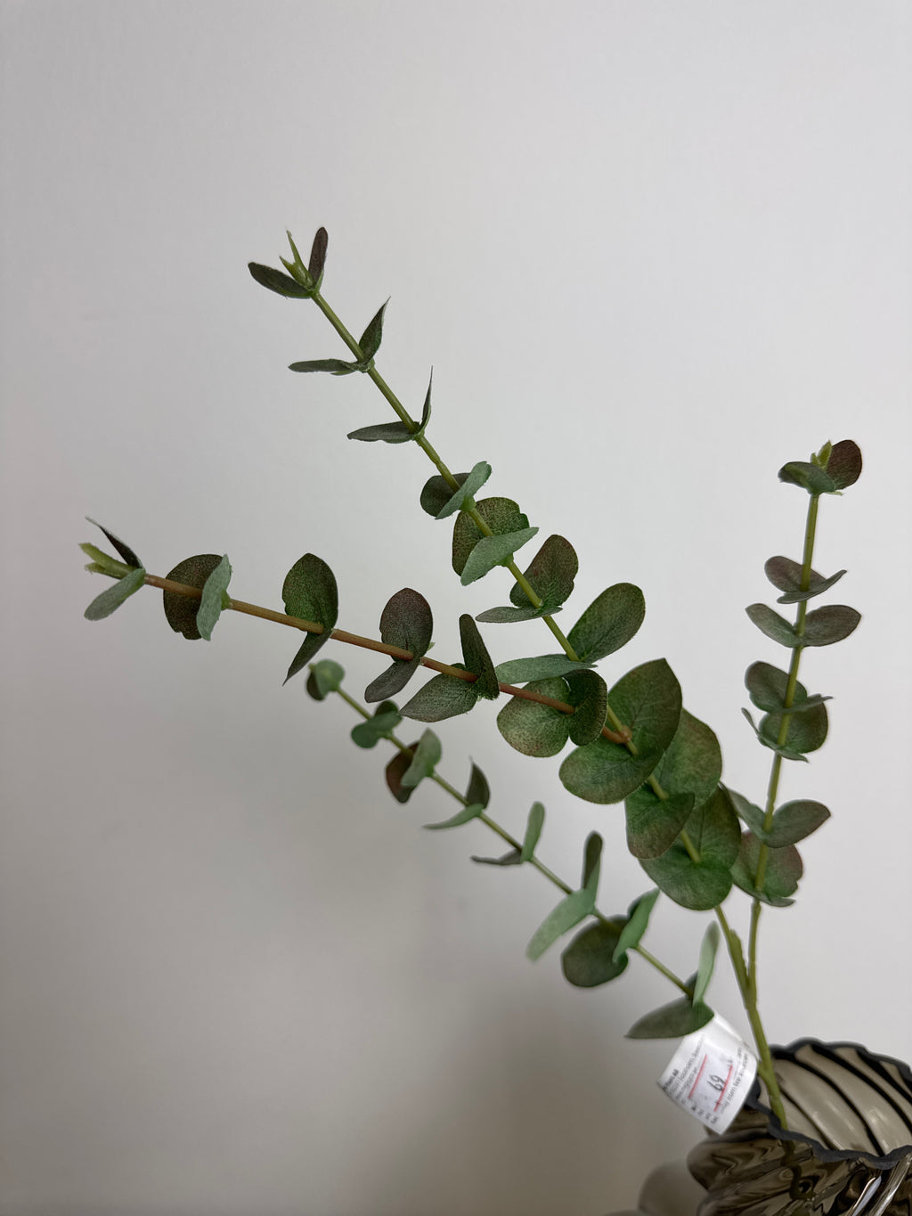 Eucalyptus gren 11