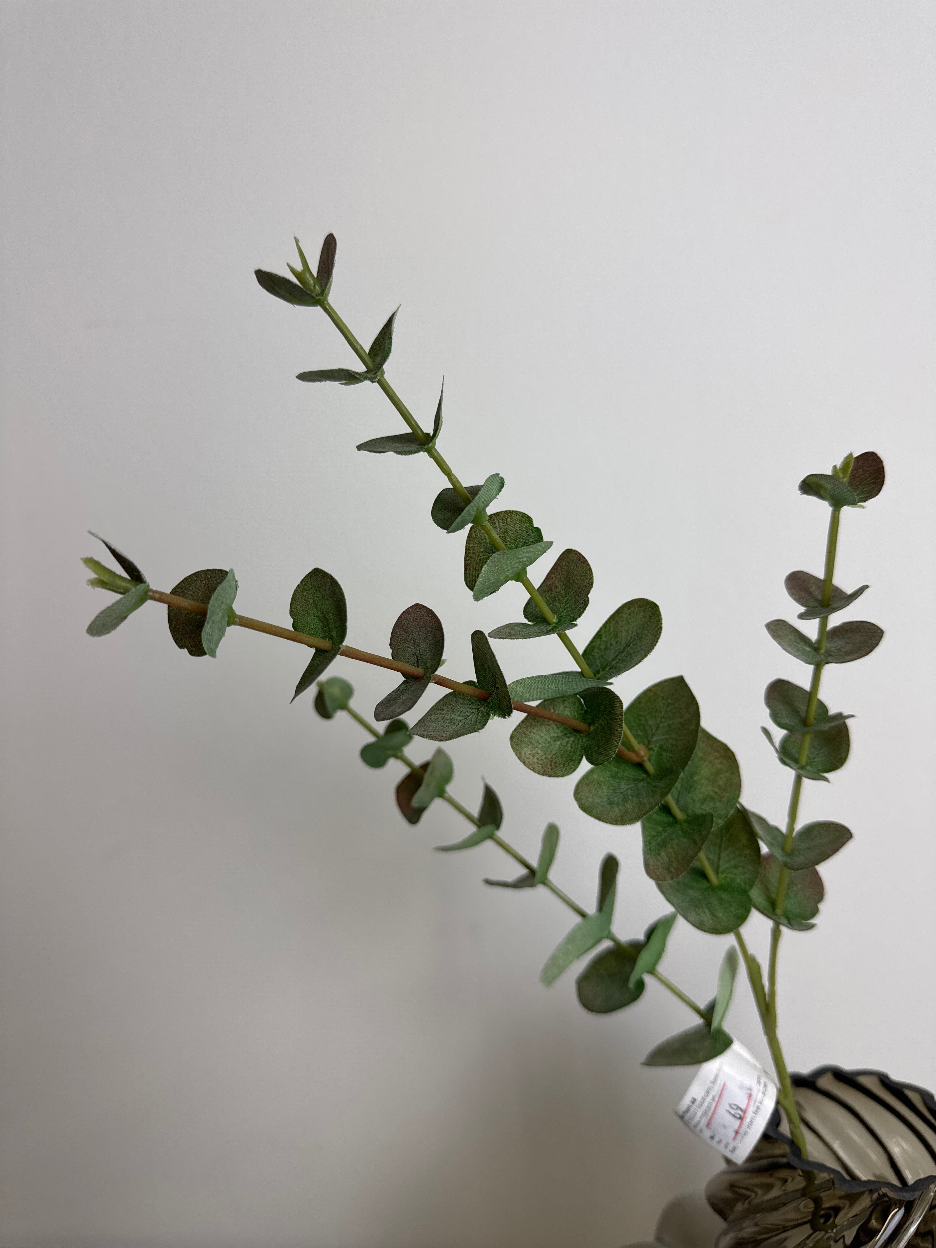Eucalyptus gren 11