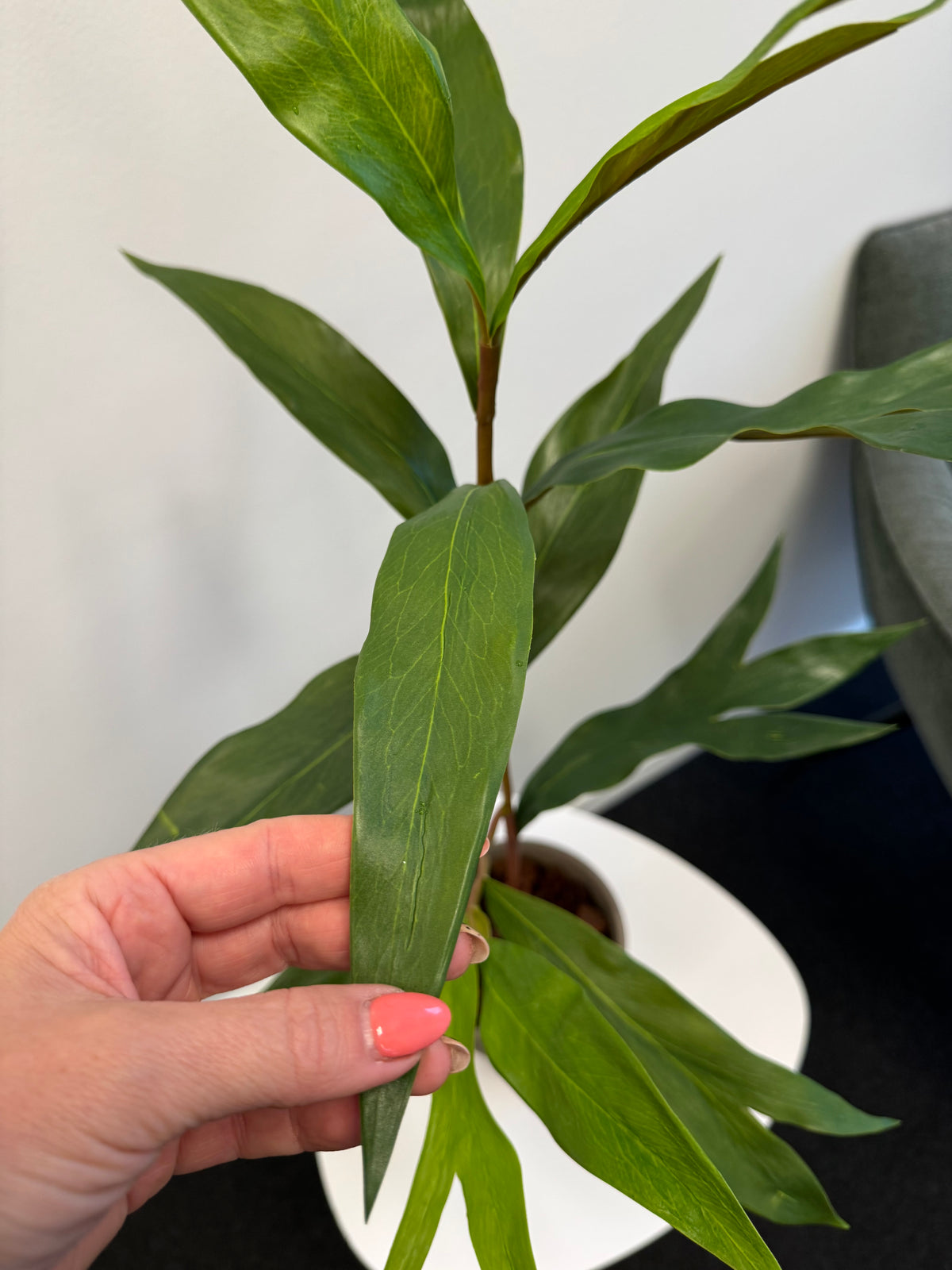 Grevilleakvist 85 cm