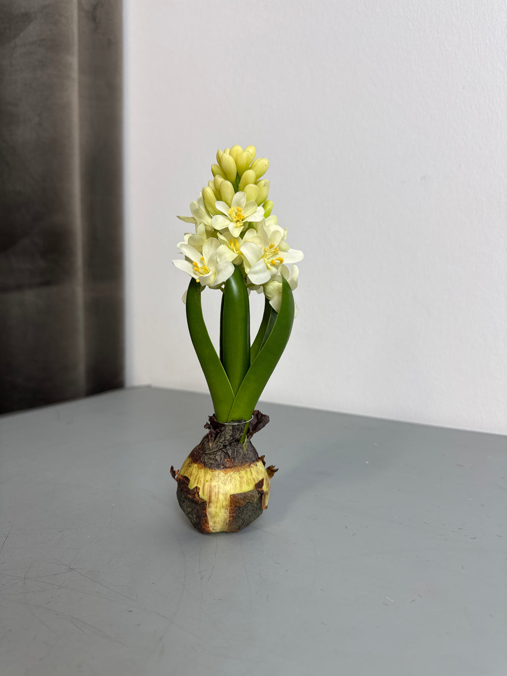 Hyacint på løg m. Blomst