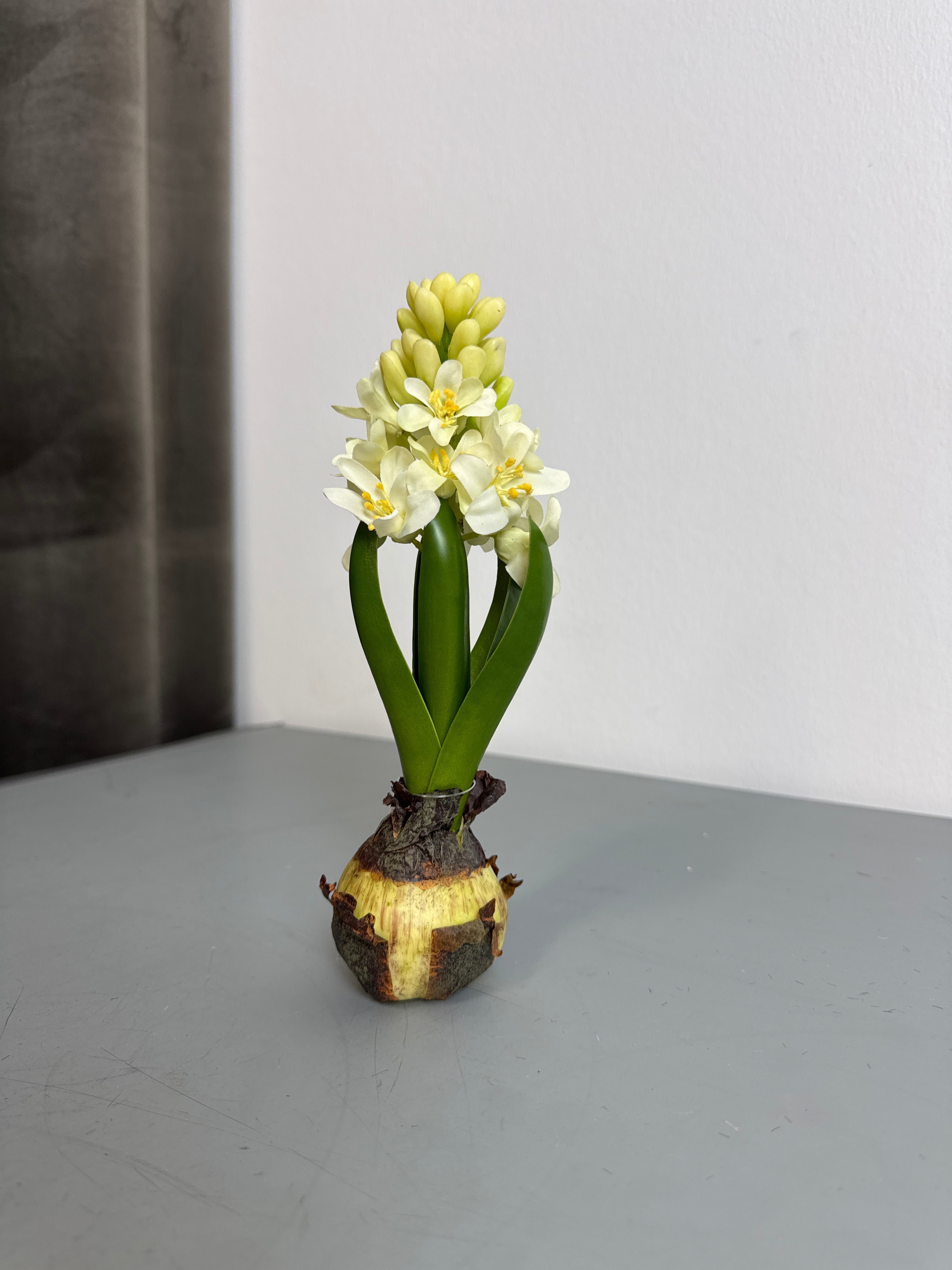 Hyacint på løg m. Blomst