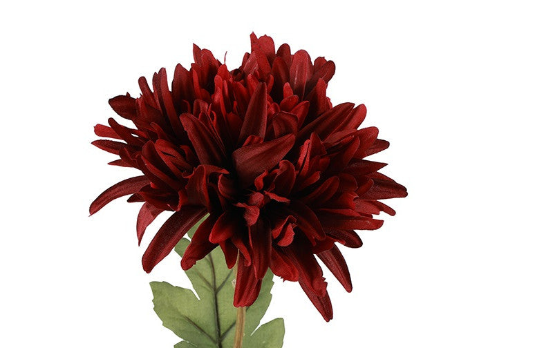 Chrysanthemum bordeaux h 68 cm