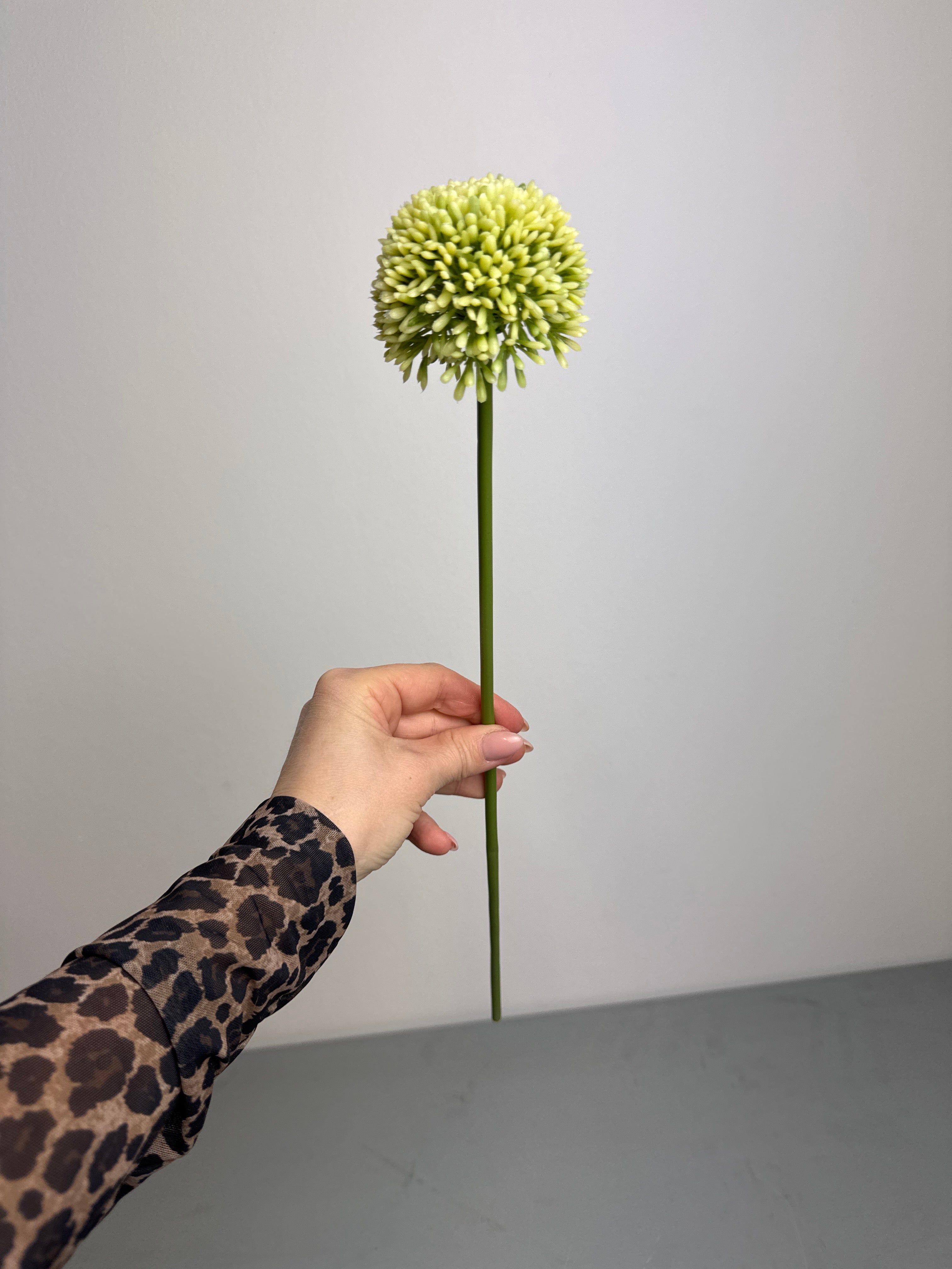 Allium grøn/hvid