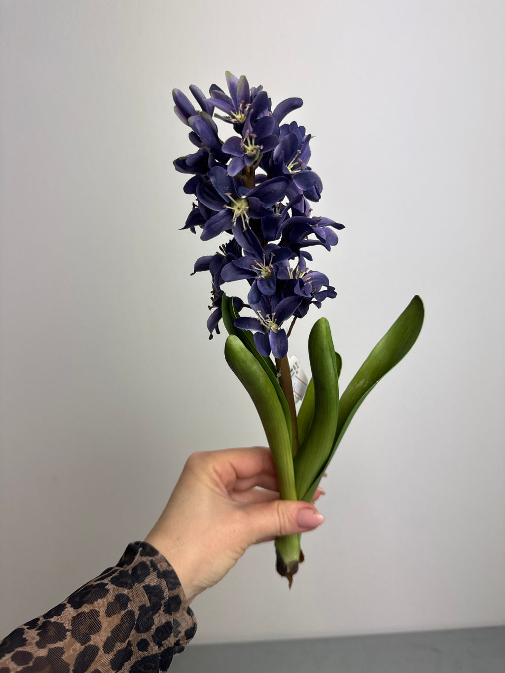 Hyacint stilk blå