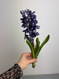 Hyacint stilk blå