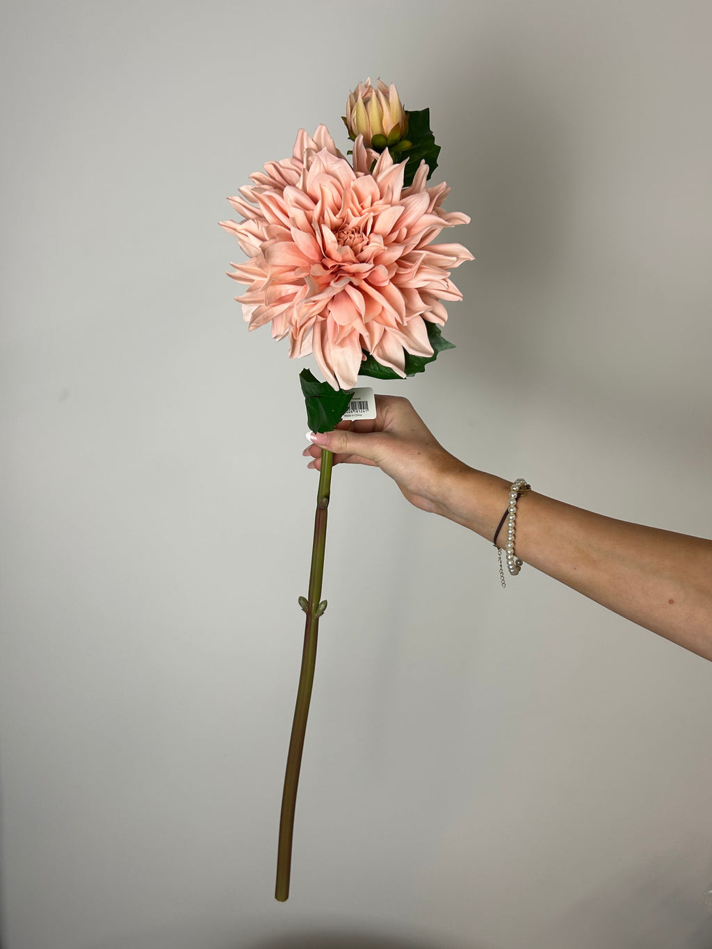 Dahlia “café au lait lyserød