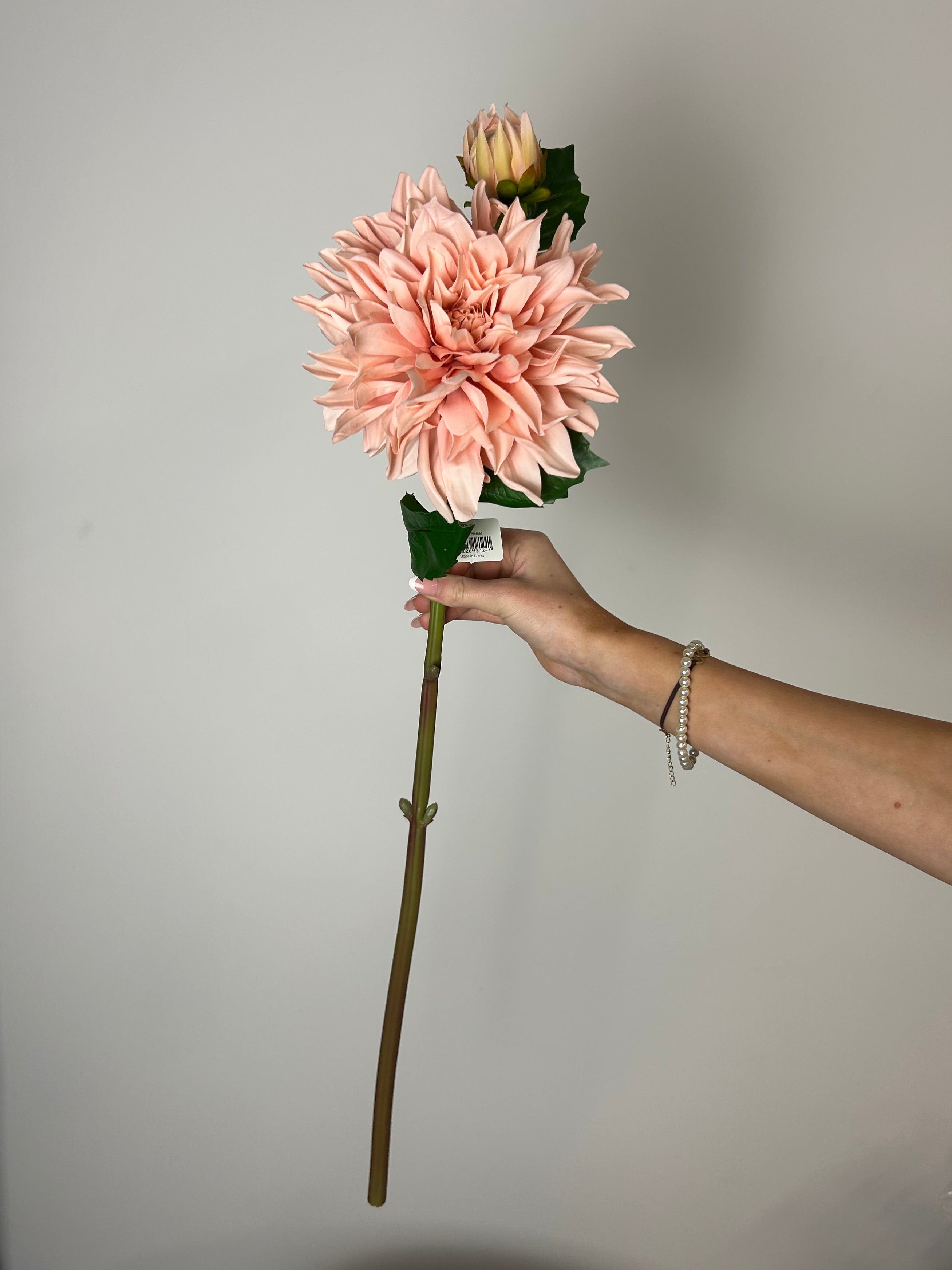 Dahlia “café au lait lyserød