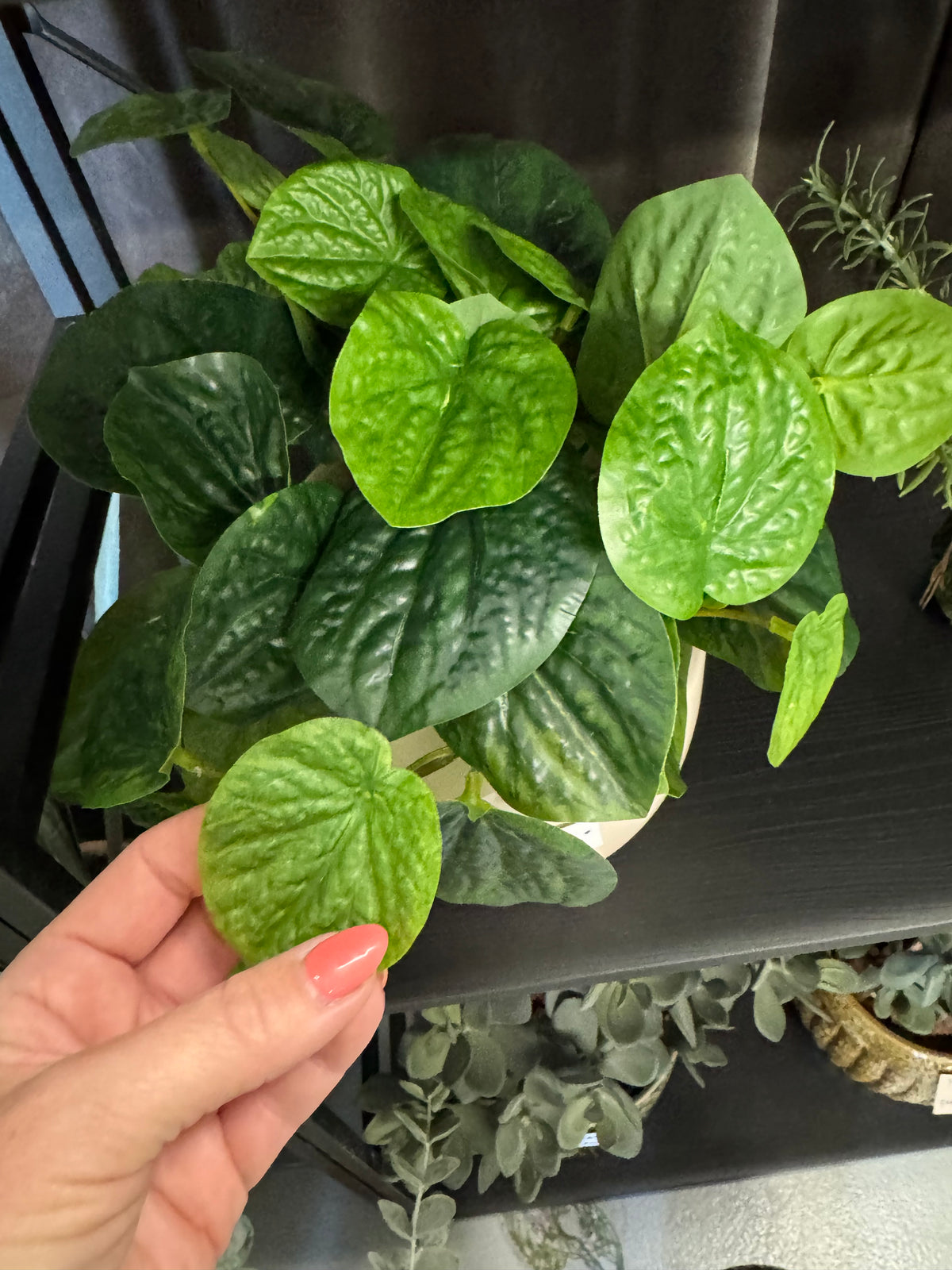 Peperomia 25 cm