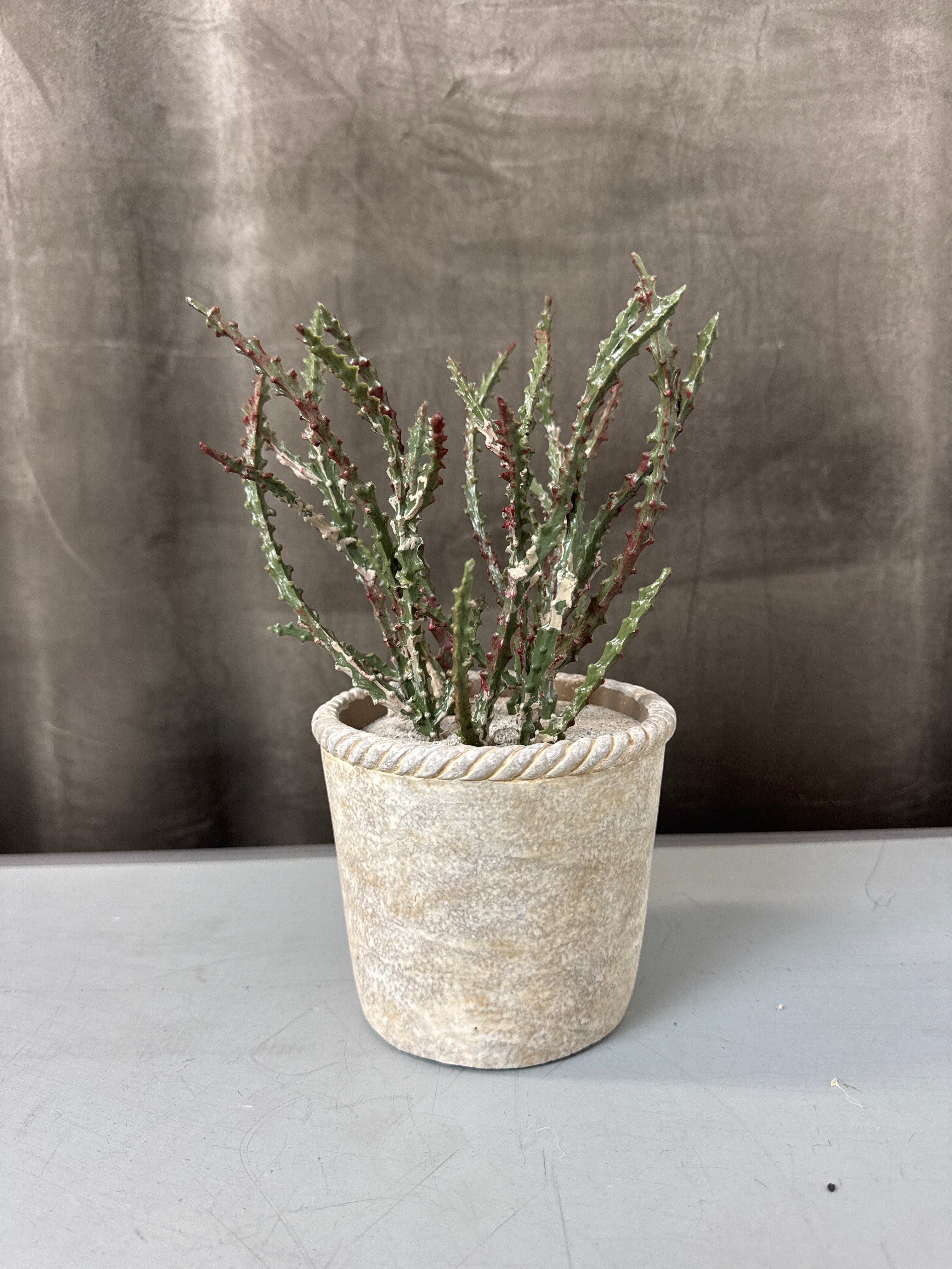 Sukkulent i potte 23 cm