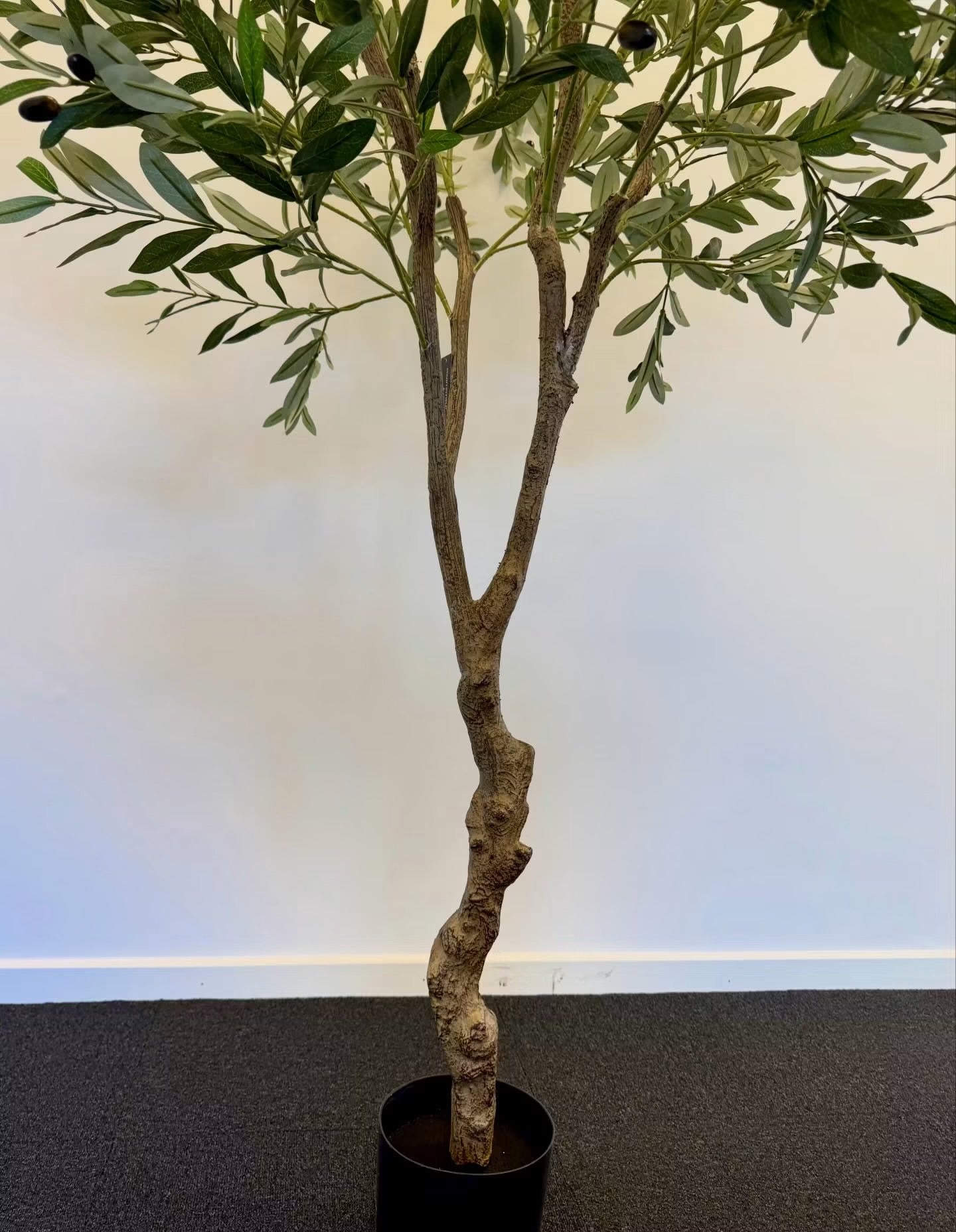 Oliventræ 210 cm