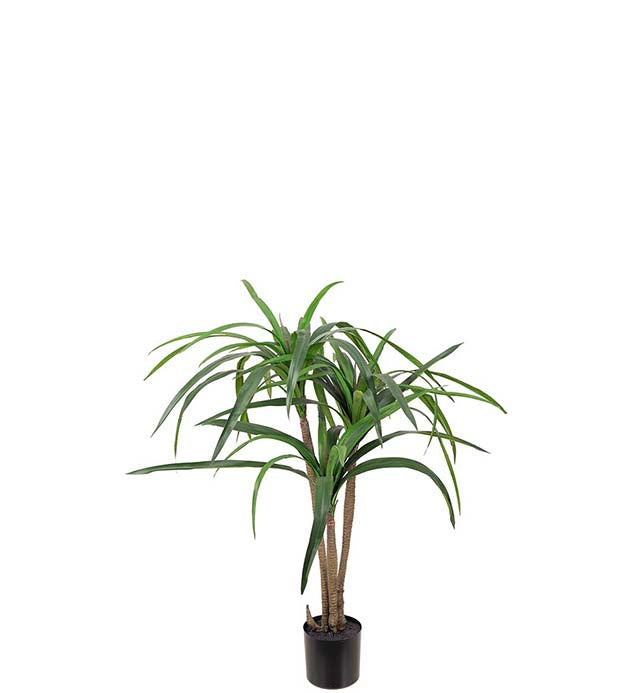 Dracena 90 cm