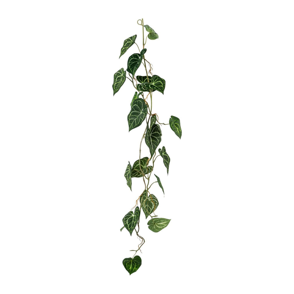 Anthurium ranke L 110 cm